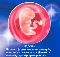 Беременность пяти недель